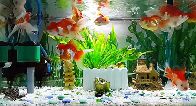 Hình ảnh hồ cá bắt mắt sẽ thu hút và làm cho khách hàng muốn sở hữu nó